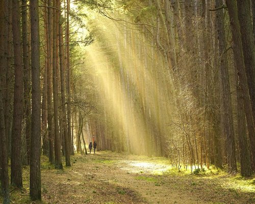 A quiet, tree-lined walking path in a Romanian residential neighborhood encouraging daily steps
